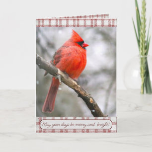 Cardinal Christmas Card