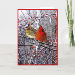Cardinal Christmas Holiday Card