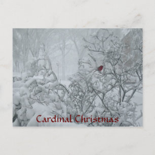 Cardinal Christmas Holiday Postcard