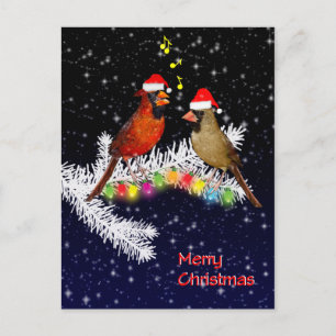 Cardinal Christmas Postcard