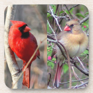 Cardinal Couple Coaster