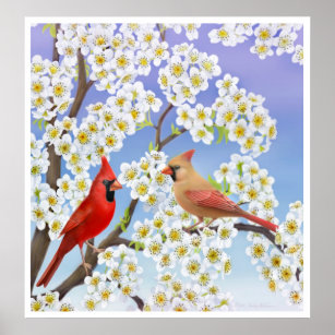 Cardinal Couple in Apple Blossoms Print