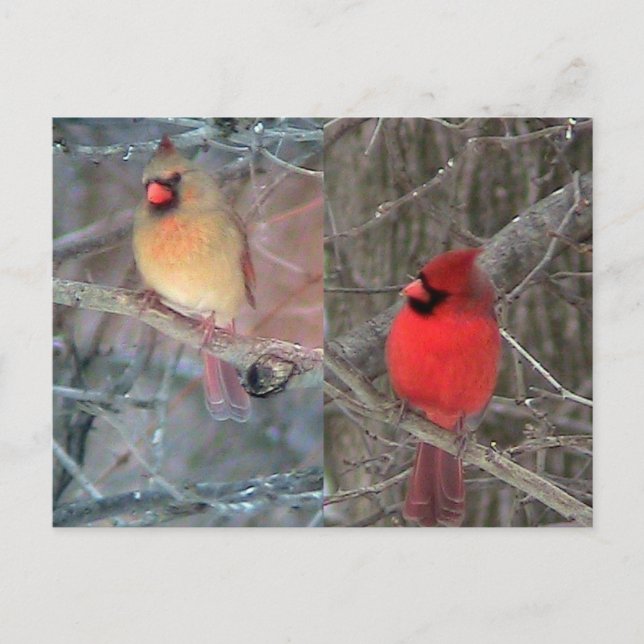 Cardinal Couple postcard (Front)