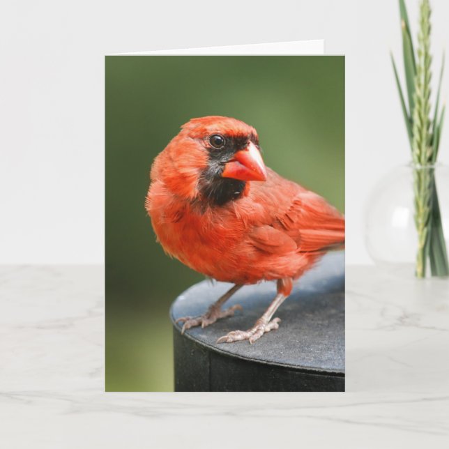 Cardinal Cutie Card (Front)
