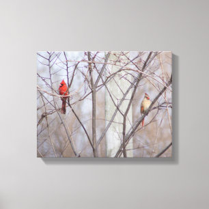 Cardinal family canvas print