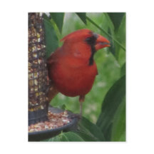 Cardinal Feeding