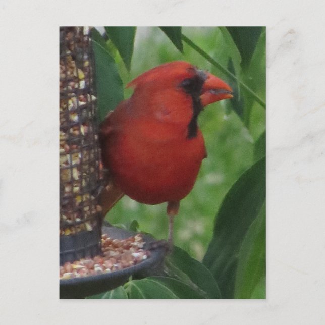 Cardinal Feeding Postcard (Front)