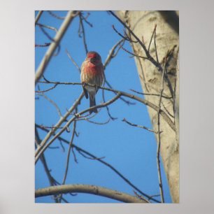 Cardinal Female/Bird Poster