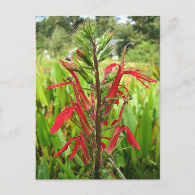 Cardinal Flower, Lobelia cardinalis Postcard (Front)
