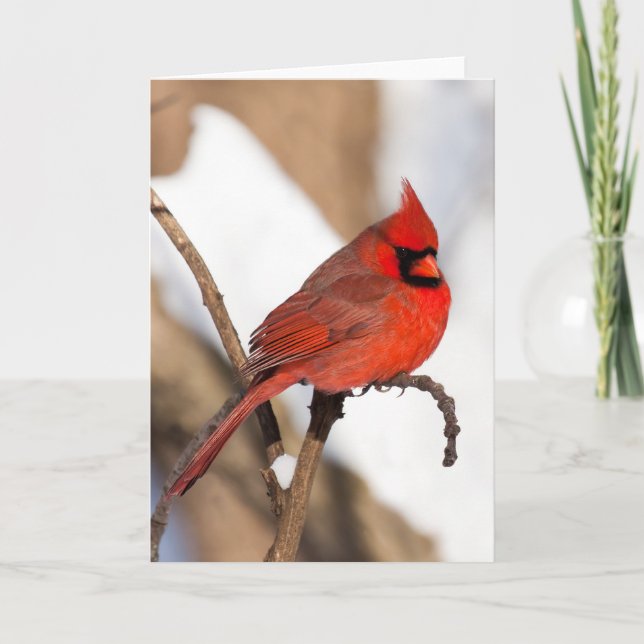 Cardinal Greeting Card (Front)