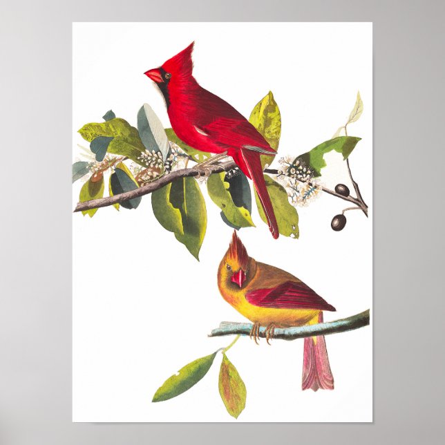Cardinal Grosbeak by John James Audubon Poster (Front)
