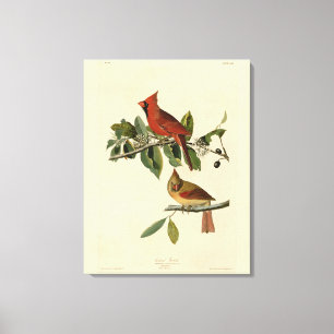 Cardinal Grosbeak from Audubon's Birds of America Canvas Print