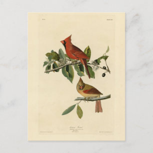 Cardinal Grosbeak from Audubon's Birds of America Postcard