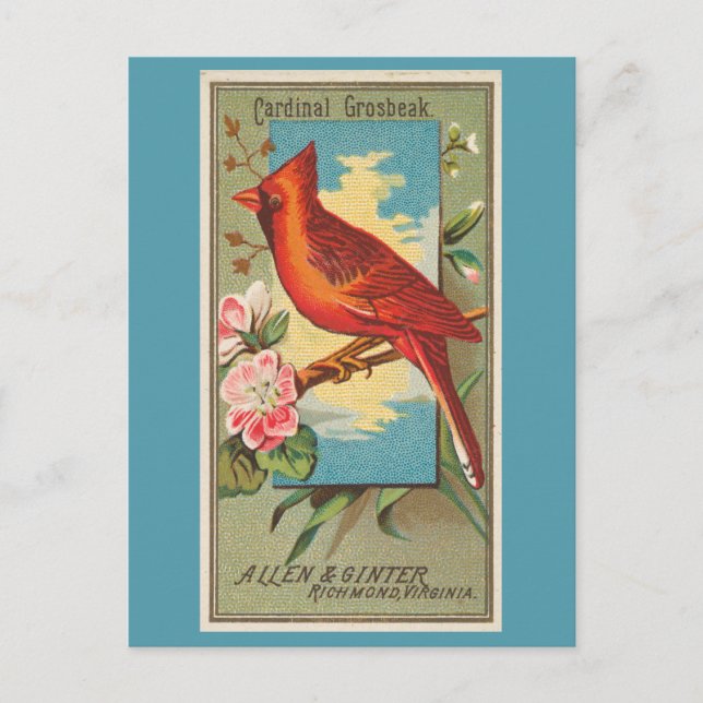 Cardinal Grosbeak Postcard (Front)