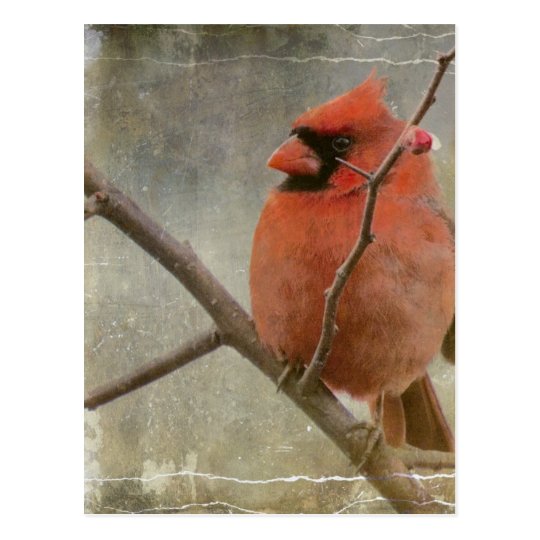 Cardinal Grunge Postcard
