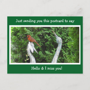 Cardinal Hiding saying Hello and Miss You Postcard