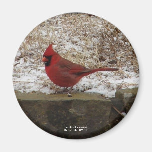 Cardinal Hot Springs Nat. Park Mountain AR Gifts Magnet