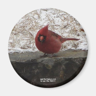 Cardinal Hot Springs Nat. Park Mt AR Gifts Apparel Magnet
