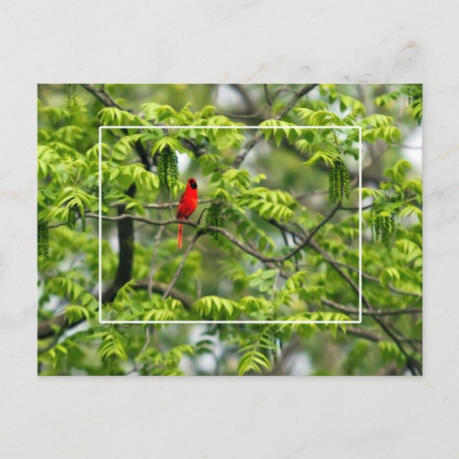 Cardinal in a Honey Locust Tree Postcard (Front)