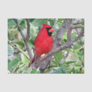 Cardinal in a Lemon Tree  - Tissue Paper