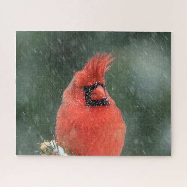 Cardinal in a pine tree during a snow storm jigsaw puzzle (Horizontal)