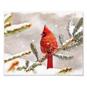 Cardinal in a pine tree in winter photo print