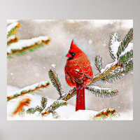 Cardinal in a pine tree in winter