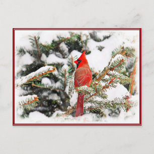Cardinal in a pine tree postcard