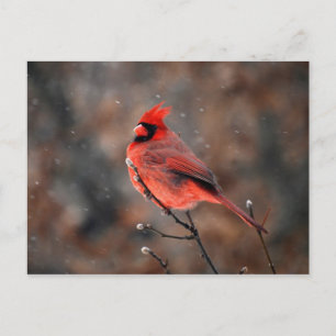 Cardinal in a Snowstorm Postcard