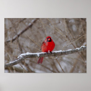 Cardinal in a Snowstorm Poster