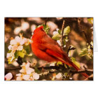 Cardinal in Apple Blossoms