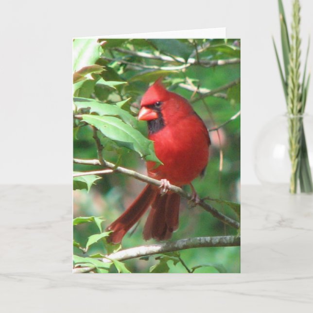 Cardinal in Holly Card (Front)
