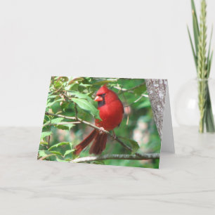Cardinal in Holly Holiday Card
