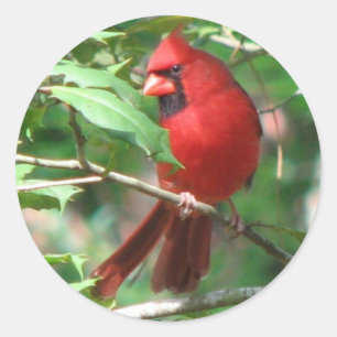 Cardinal in Holly Sticker