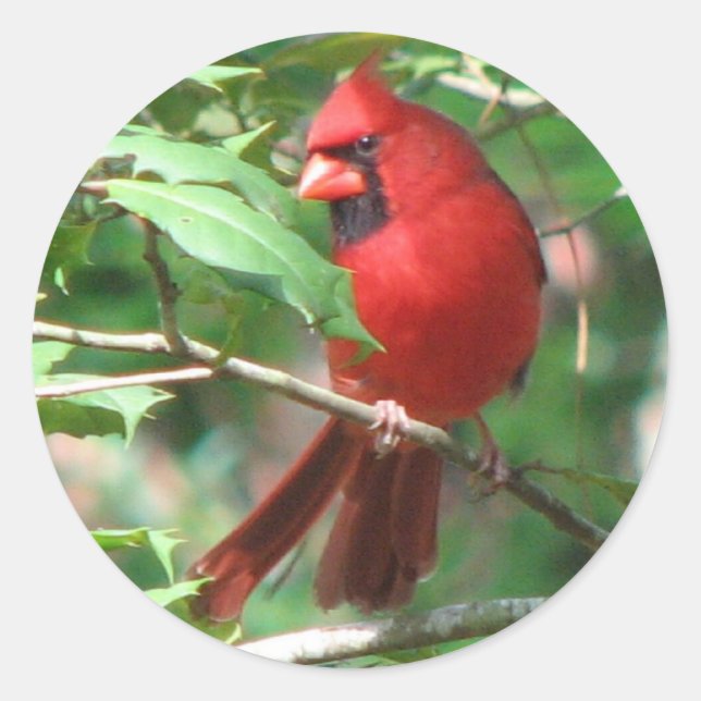 Cardinal in Holly Sticker (Front)