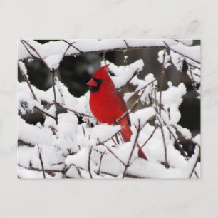Cardinal in Snow - Bird Postcard