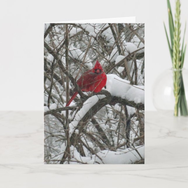 Cardinal in Snow Christmas Card (Front)