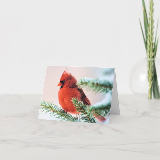Cardinal in Snow Dusted Fir Holiday Card (Front)