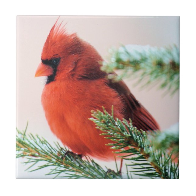 Cardinal in Snow Dusted Fir Tile (Front)