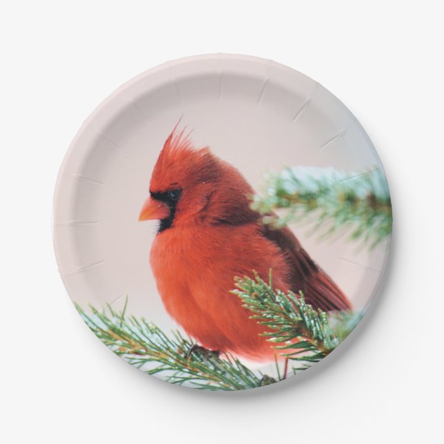 Cardinal in Snow Dusted Fir Tree Paper Plate (Front)