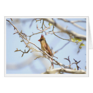 Cardinal In spring