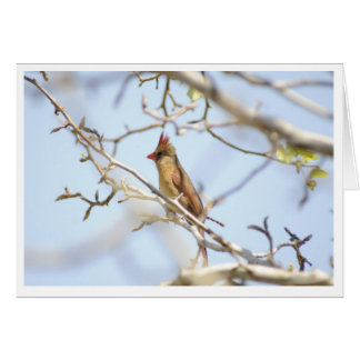Cardinal In spring