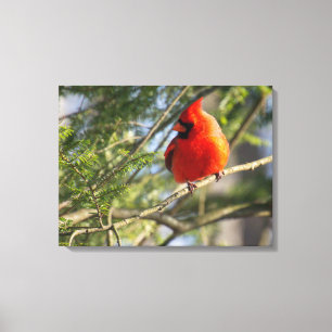 Cardinal in the Pines Canvas Print