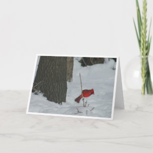 Cardinal in the Snow Card