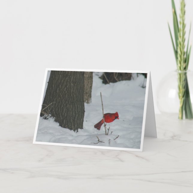 Cardinal in the Snow Card (Front)