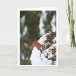 Cardinal In the Snow Holiday Card