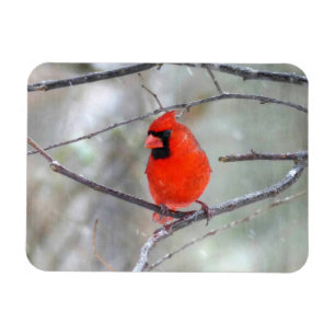 Cardinal in the Snow Magnet