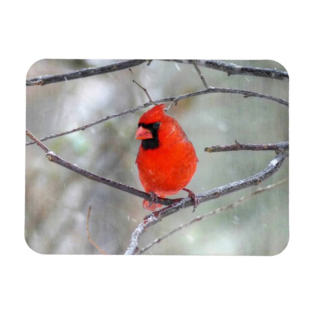 Cardinal in the Snow Magnet (Horizontal)