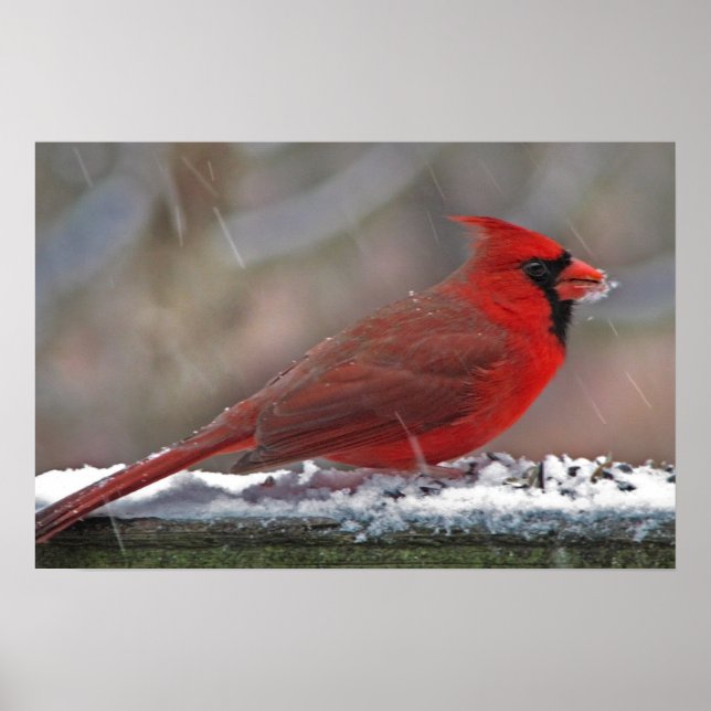 Cardinal in the snow poster (Front)