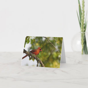 Cardinal In the Spring FL  Thank You Card